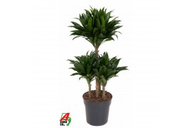 Dracaena fragr. compacta 45-Carroussel