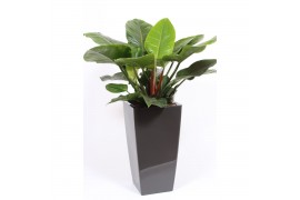 Philodendron imperial green in piza pot antraciet