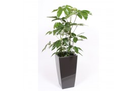 Schefflera actinophylla amate in piza pot antraciet