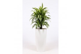 Dracaena fragr. der. lemon lime in Santorini pot "wit"