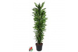 Dracaena fragr. cintho vertakt