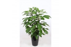 Schefflera actinophylla amate in santorini pot antraciet