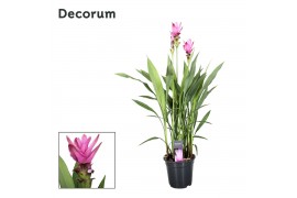 Curcuma alismatifolia siam supreme