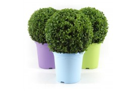 Buxus sempervirens bol 30cm in gekleurde pot