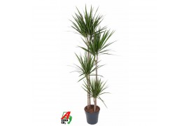 Dracaena marginata 120-90-60-30