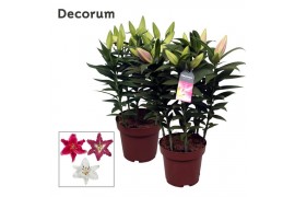 Lilium oriental mix decorum special mix