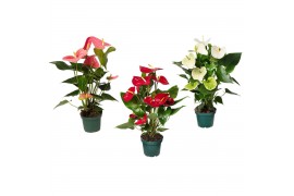 Anthurium andr. mix 4 kleuren Anthurium mix 14cm 4 kleuren 5 bl.