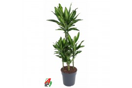 Dracaena fragrans cintho Dracaena Cintho 60-carrousel 5 pp