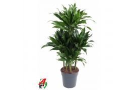 Dracaena fragr. compacta green jewel Dracaena Green Jewel 60-carrousel