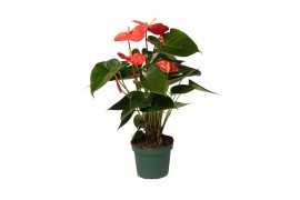 Anthurium antheqibo Anthurium Solara 12cm 5 bl.