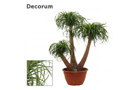 Beaucarnea recurvata Beaucarnea vertakt 40 cm (Decorum) 3 tak/plnt