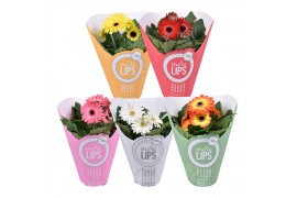 Gerbera mix MoreLIPS Gerbera 2+ bl 12cm papieren hoes 2 bl. 500