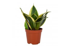 Sansevieria trifasciata hahnii Sansevieria Lotus hahnii 9 cm