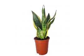 Sansevieria trifasciata futura superba Sansevieria Superba 17 cm 3 pp