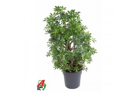 Schefflera arboricola luseana Schefflera Luseana P27 2 pp