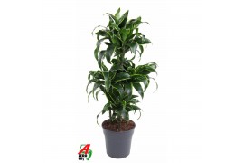 Dracaena dorado compacta Dracaena Dorado 60-carrousel 5 pp