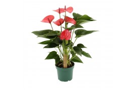 Anthurium (Andreanum Grp) Melito Anthurium Melito 12cm 5 bl.