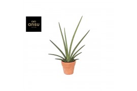 Sansevieria tiara grand gazelle Sansevieria Tiara Grand Gazelle Terrac