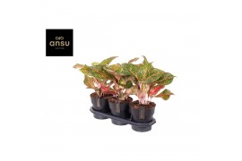 Aglaonema Aglaonema Samba Red P19 1 pp