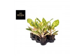 Aglaonema Aglaonema Peach Pearl 1 pp