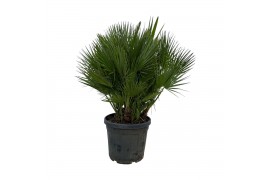 Chamaerops humilis Chamaerops humilis / Eagle palm Multistam P50 140cm