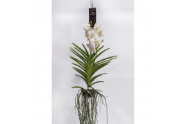 Vanda hybriden Vanda Tayanee White Large 1 tak/plnt