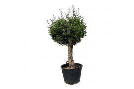 Olea europaea Olea Europaea Lorc bonsai