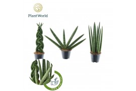 Sansevieria cylindrica Sansevieria mix Gibson P8,5