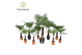 Trachycarpus fortunei Mixkar 4 Trachycarpus 1 pp