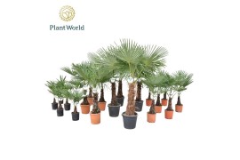 Trachycarpus fortunei Mixkar 2 Trachycarpus 1 pp