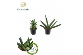 Sansevieria cylindrica Sansevieria mix Sonora P7