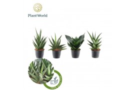 Sansevieria cylindrica Sansevieria mix Kalahari P10,5