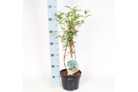 Lindleyana Buddleja lindleyana 3 tak/plnt