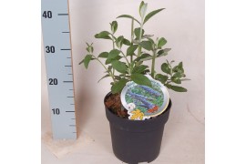 Buddleja empire blue davidii Buddleija dav. Empire Blue 3 tak/plnt