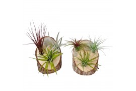 Tillandsia arrangement Tillandsia Wood slice 3 pcs 3 pp