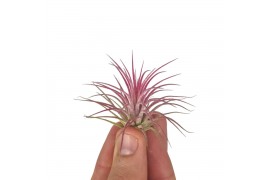 Tillandsia Tillandsia ionantha rood bonsai (baby) 1 bl.