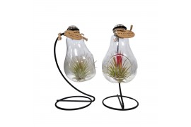 Tillandsia arrangement Tillandsia lamp frame 1 pp