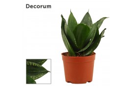 Sansevieria trifasciata hahnii Sansevieria hahnii 9 cm Silver flame (D