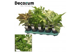 Groene planten mix Green Extreme Mix 12 cm (Decorum) 1 pp