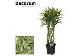 Dracaena sanderiana Dracaena Sanderiana white 19 cm (Decorum) 1 pp