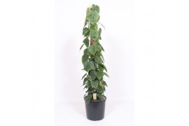 Philodendron scandens Philodendron Scandens 10 pp