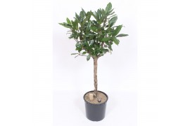 Ficus cyathistipula Ficus Cyathistipula 1 pp