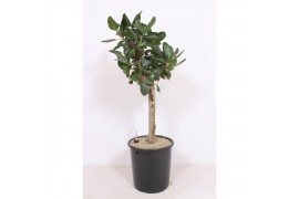 Ficus benghalensis Ficus Benghalensis 1 pp