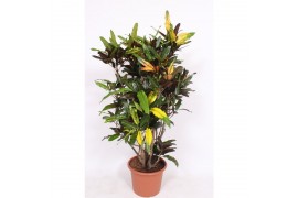 Codiaeum variegatum Codiaeum Mango (Croton Mango) 1 pp