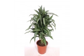 Dracaena fragr. der. ulises Dracaena Ulises 1 pp