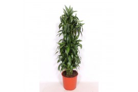 Dracaena fragr. hawaiian sunshine Dracaena Hawaiian Sunshine 1 pp