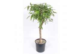 Ficus binnendijkii amstel king Ficus Amstel King 1 pp