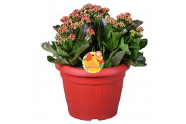 Kalanchoe rosalina rubio red Hello Summer Kalanchoe Blossfeldiana in P