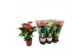 Anthurium andr. mix Anthurium mix keramiek 12cm 5 bl.