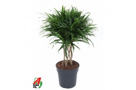 Dracaena reflexa anita Dracaena Anita Varriegata Koker 8 pp